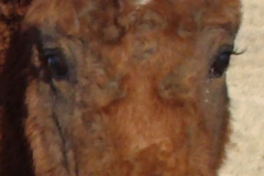 beldon face closeup 12-1-13