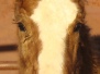 Bit-O-Wy Bo