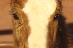baby face closeup 1-29-11 (2)