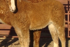 baby left 1-29-11