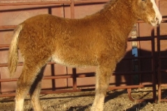 baby rt 1-1-29-11