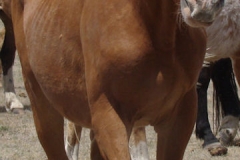 bo front rtish 5-27-12