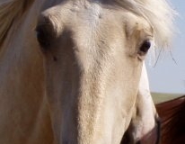 butch face closeup 7707