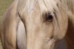 butch face closeup leftish 72907