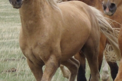 butch front leftish running 5-28-11