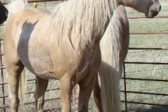 butch front rtish looking left 5-16-10