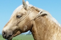 butch head and neck left profile 5-31-14