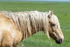 butch head and neck rt profile 5-31-14