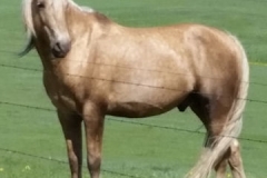 butch left pretty 5-31-14