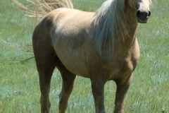 butch rt front alert 2 6-28-09