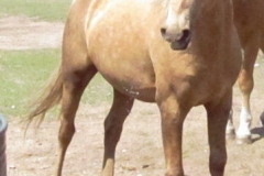 butch rt frontish stretched 5-29-12