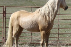 butch rt looking left alert 5-16-10