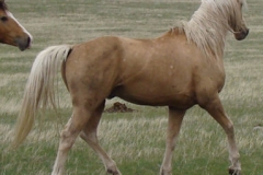 butch rt rearish trotting 5-28-11