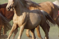 butch rt running 61508