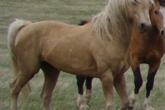 butch rt trottign alert 5-28-11