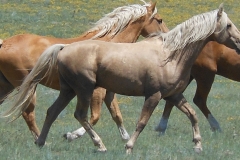 butch rt trotting 5-2012