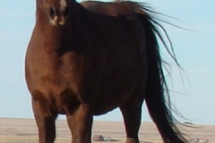 cee front leftish alert 11-27-11