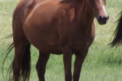 cee front rtish alert 6-28-09