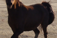 cee left frontish trotting 11-27-11