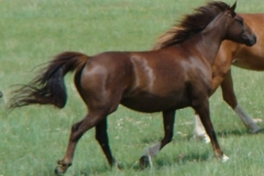 cee rt rearish trotting blurred 6-2010