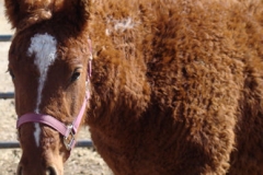 cepehus head and neck left in halter 3-4-12