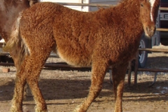 cepheous alert 1-29-12