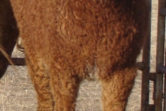 cepheous do right front leftish 1-29-12