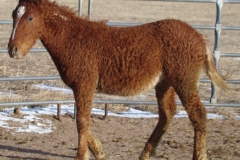 cepheous do right left walking 1-29-12