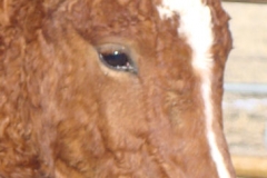 cepheous do right rt face closeup 1-29-12