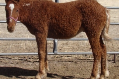 cepheus left in haleter 3-4-12