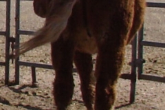 cepheus rear walking 3-4-12