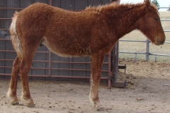 cepheus rt hang dog look 5-12-12