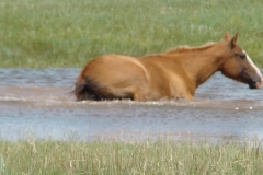 2 cherry rt taking a dip in an unexpected pond in the section 6-14-09