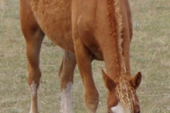 Cherry head on and down 404