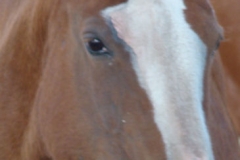 cherry face rt closeup 10-8-141