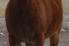 cherry front leftish 12-12-10