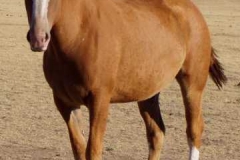 cherry front leftish 81406