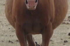 cherry front prego 5-19-12