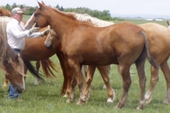 cherry left rearish with don 6-28-09