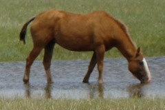 cherry rt drinking in spring pond 6-14-09