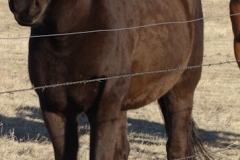 cola front leftish 11-27-11