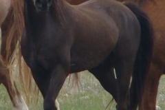 cola front leftish alert stepping 5-28-11