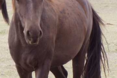 cola front leftish topline 9906