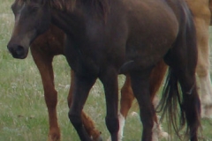 cola front rtish walking 5-28-11