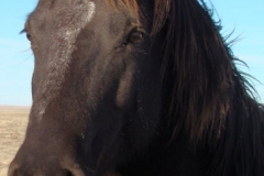 cola head and neck leftish 11-27-11