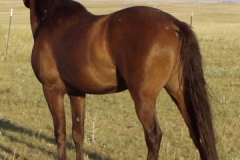 cola left rearish 71208