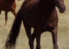 cola rt front trotting in 7807