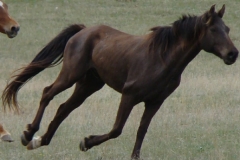 cola rt frontish running in a turn5-22-10