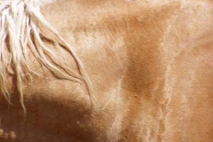 daisy close of neck shoulder hair 506