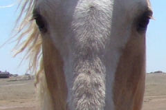 daisy face closeup 5-26-12